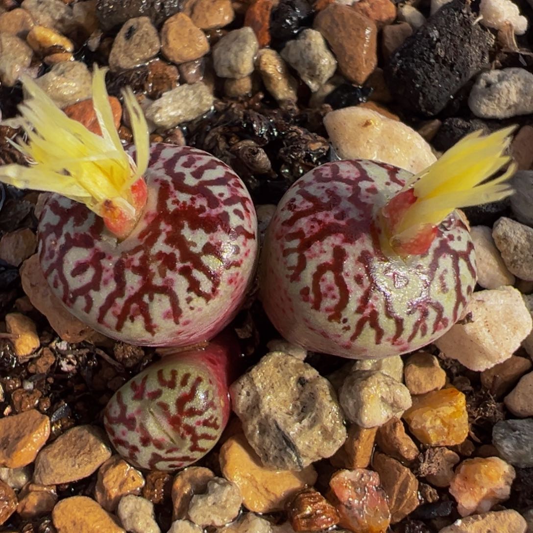 145多肉植物种类多样