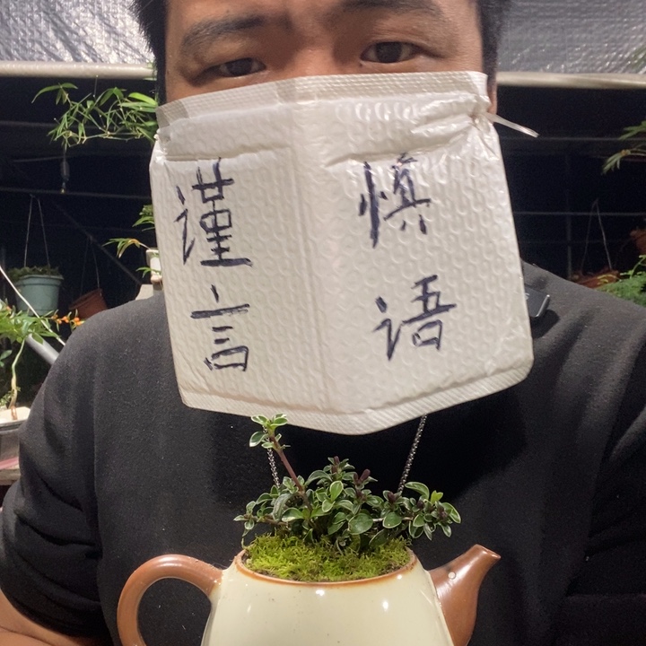 兔***跳以实际为准盆景绿植盆栽132