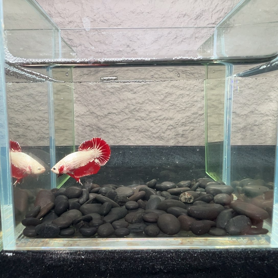 斗鱼阿浩泰斗24日105