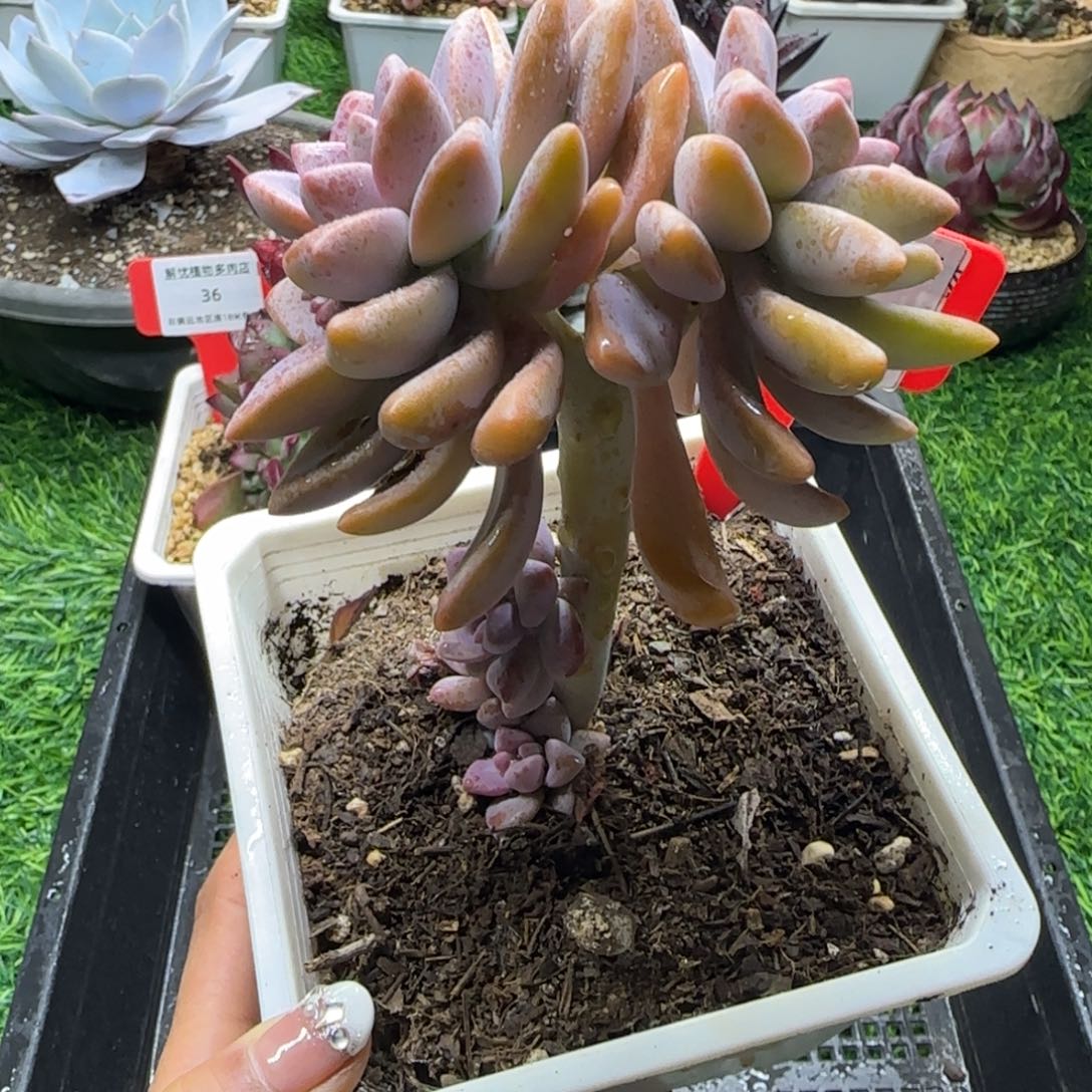 解忧植物多肉编号37