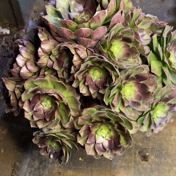 黑魔多肉断头不包2169