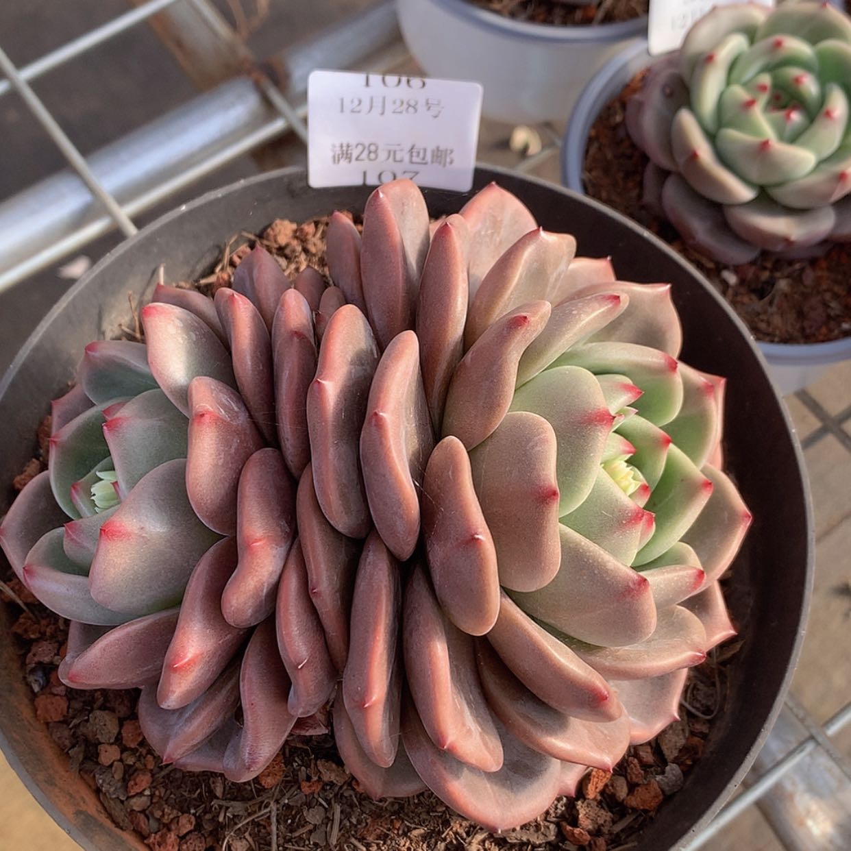 【闪购商品】云107号15厘米