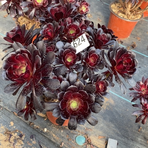 花纳多肉植物法师不包损有断枝