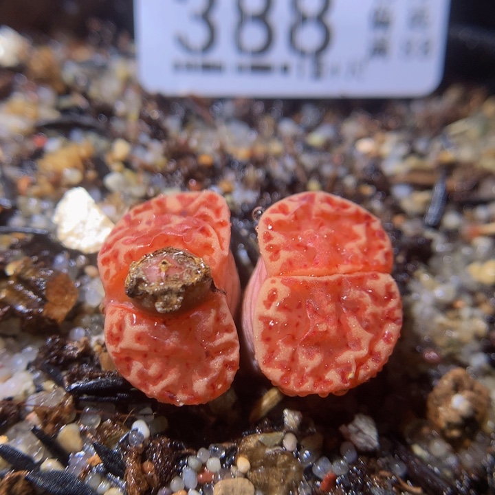 精品生石花310.388火凤凰