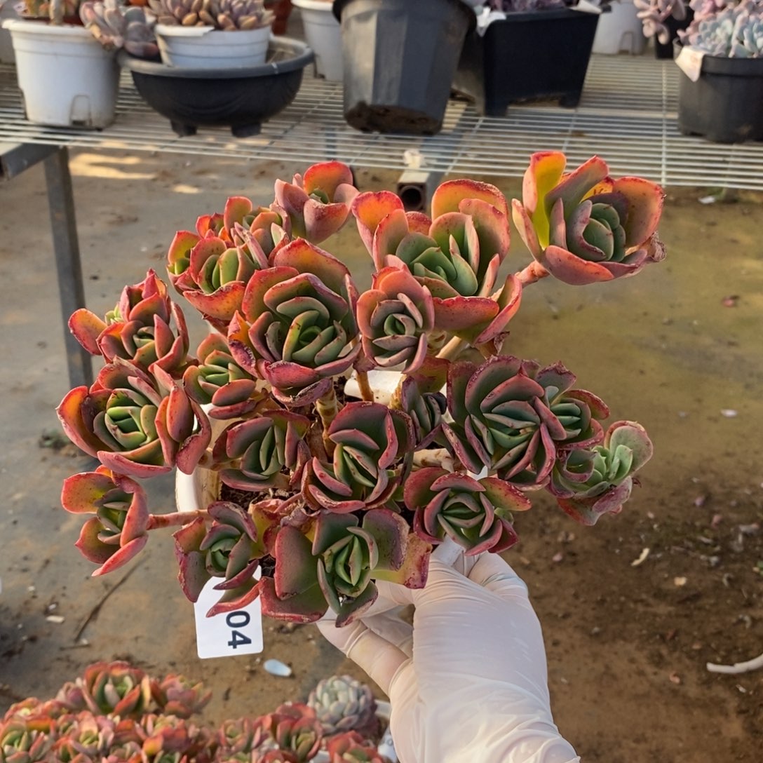 604克里斯丁一物一拍