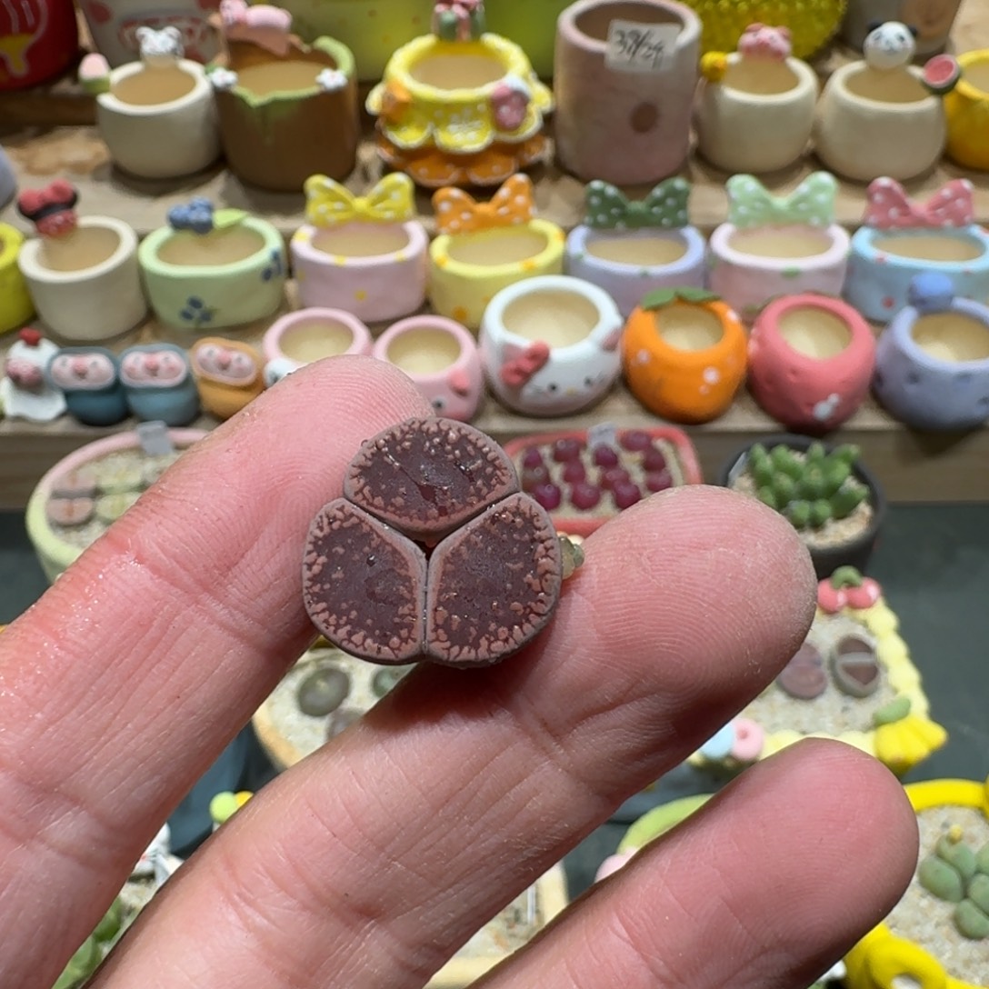 怼***了蘑菇1341日轮奔多肉植物