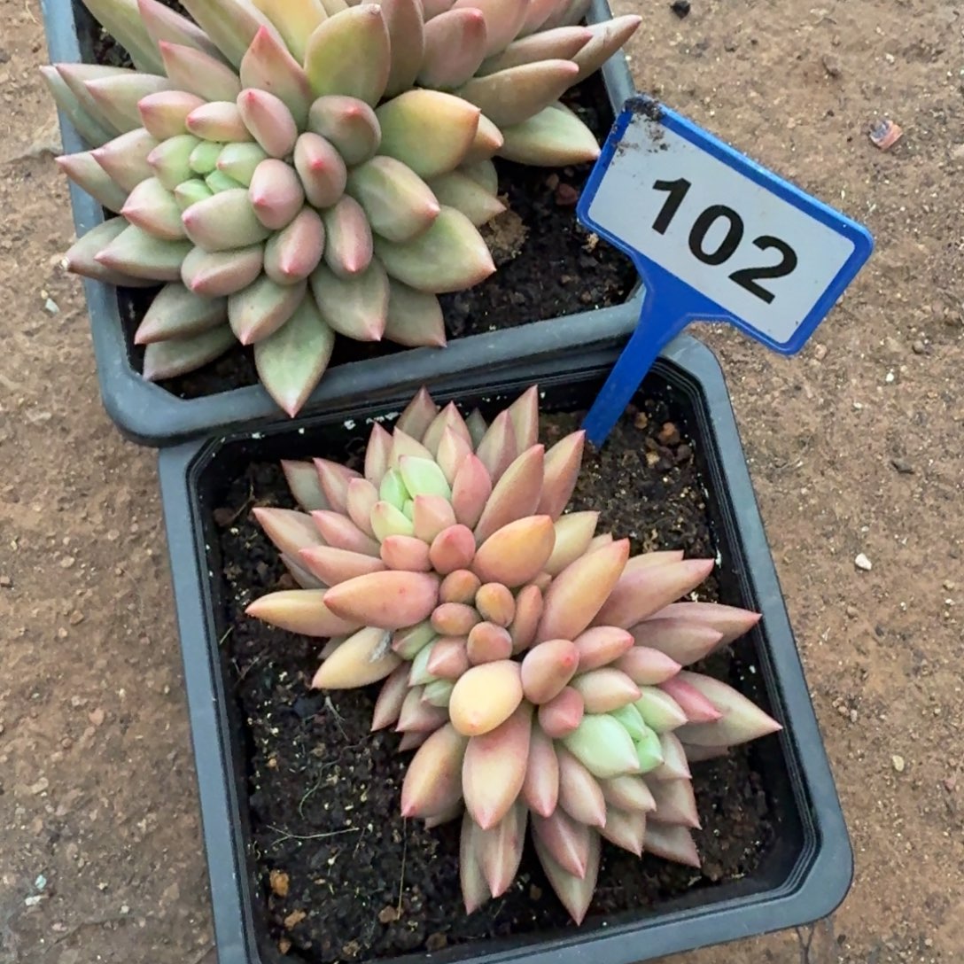 易***栀米其林224.102两个