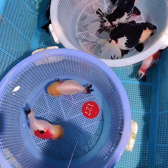 金鱼127兰寿两只特价顺丰包邮
