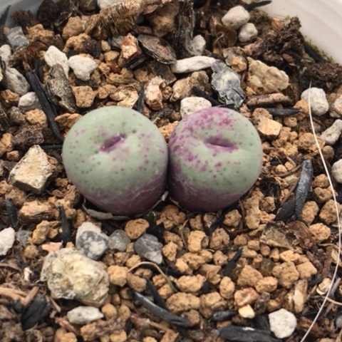 多肉肉锥 1380B 红嘴