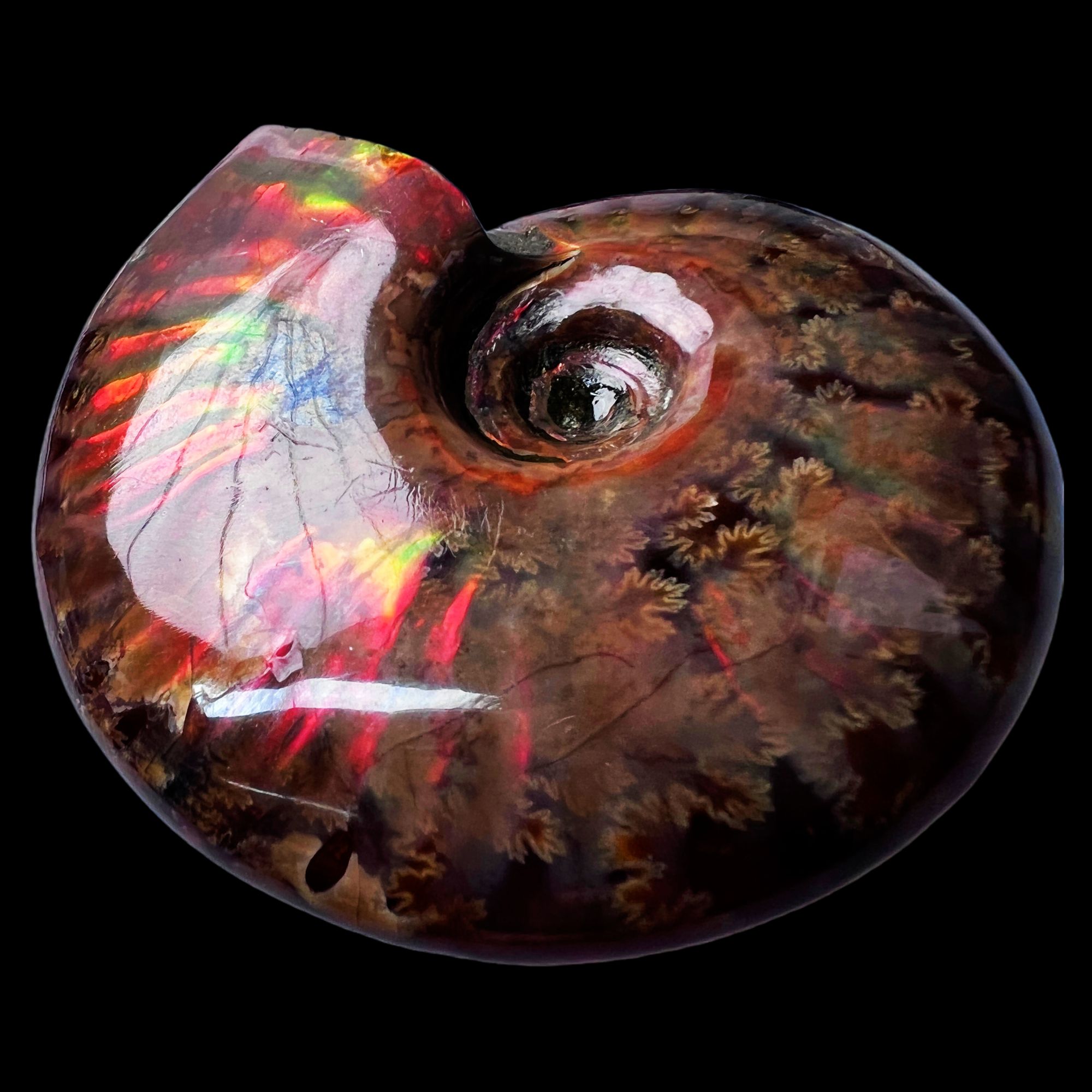 【 叶菊石（火凤凰）】76.5mm 马达加斯加 古贝壳 N-50 创意饰品 A31