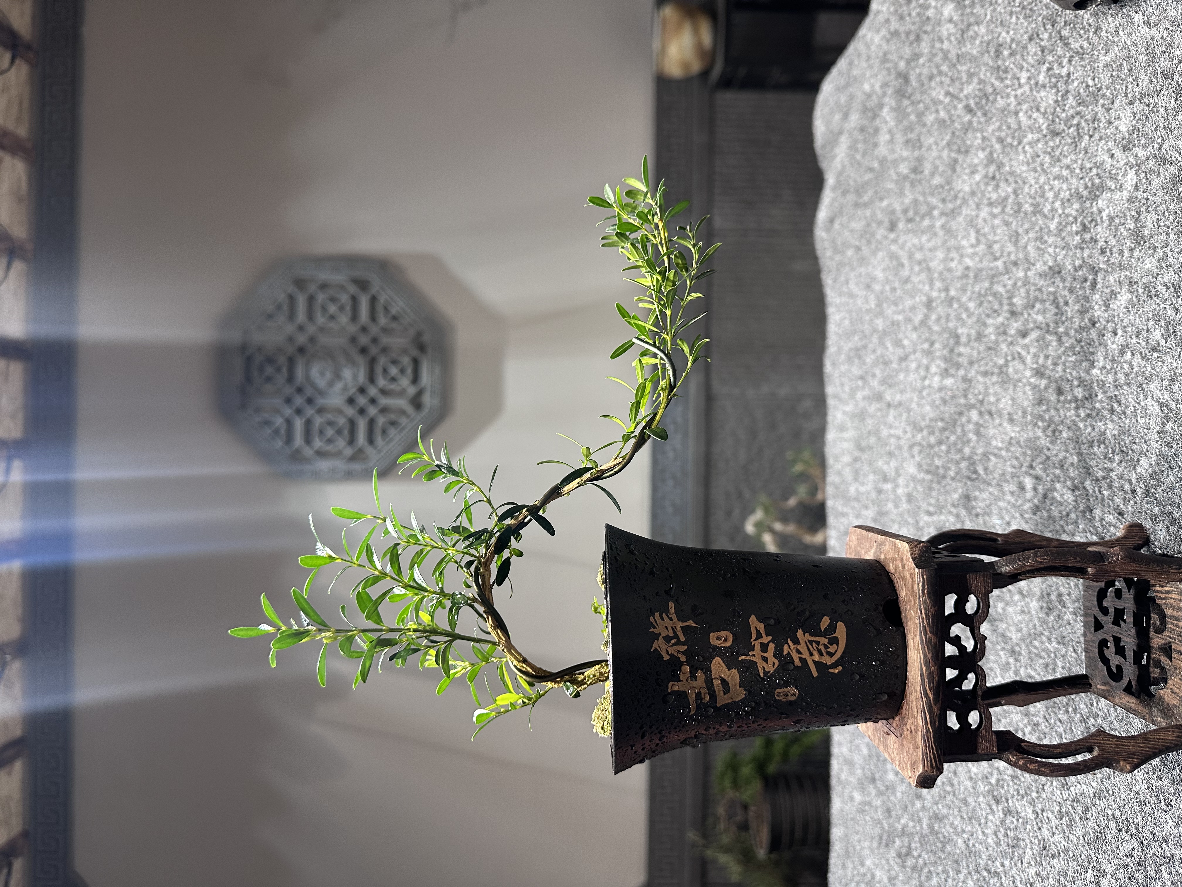 补差价专用悬崖造型雀舌黄杨室内好养精致绿植盆景