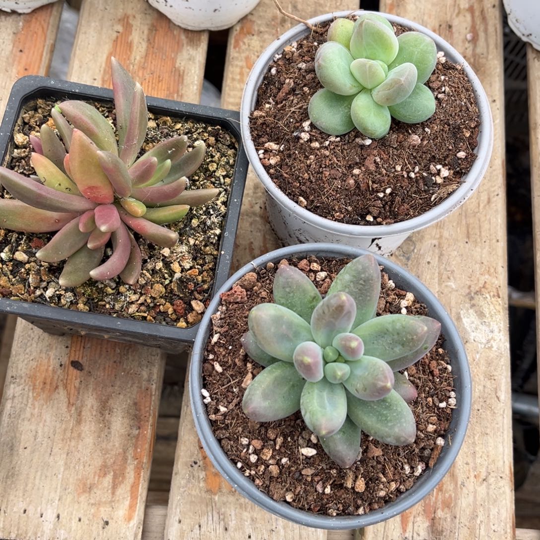 燕***语多肉植物奶龙与雷神