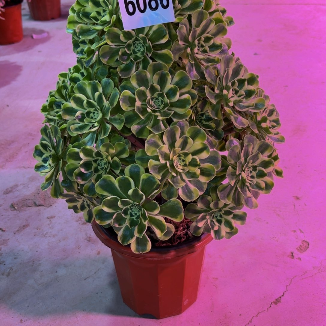 无花朵6086白兰地111111