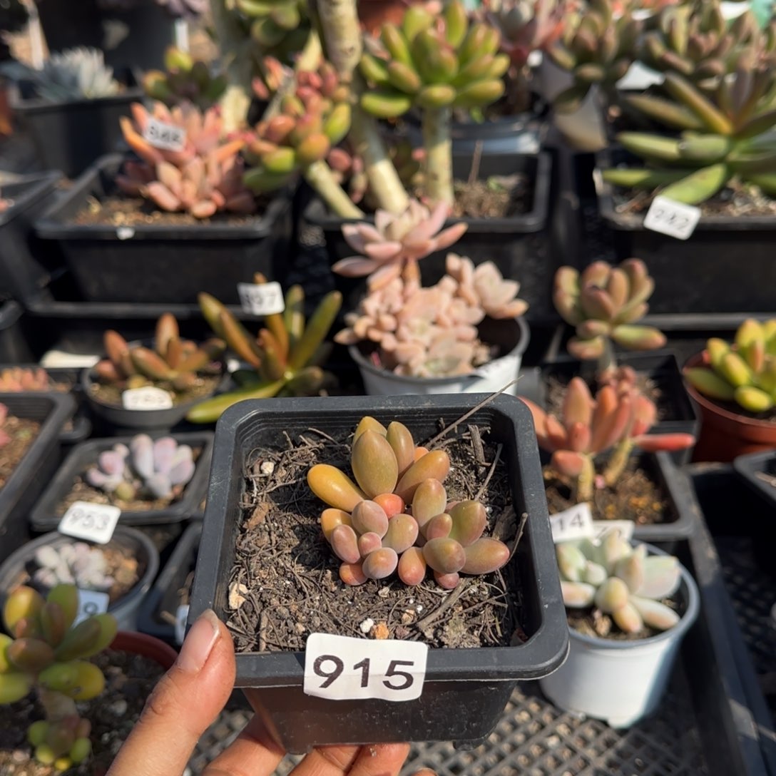 心***情915号一物一拍一物一拍