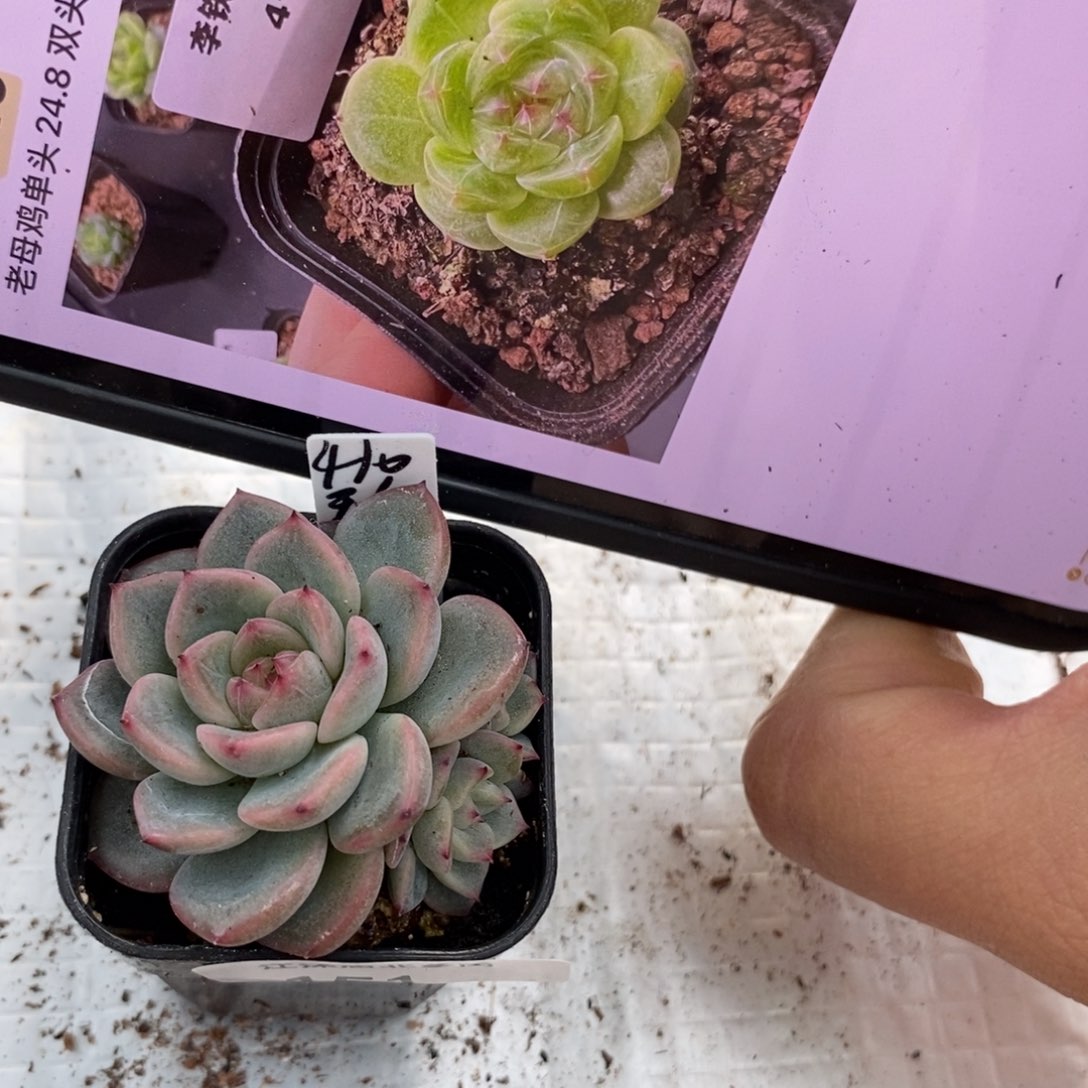 标签151甜心410群生一个多肉