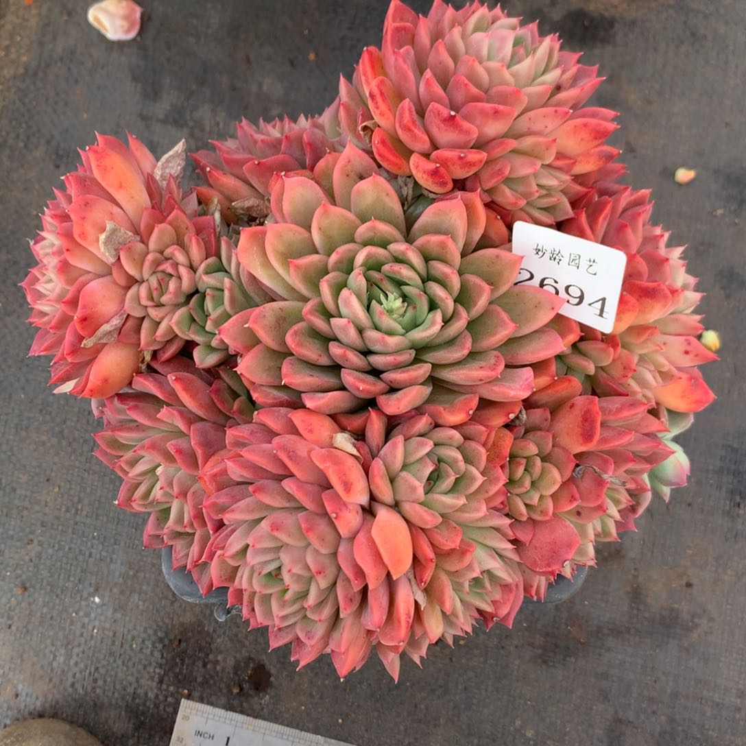 2694杂交精品基地19厘米