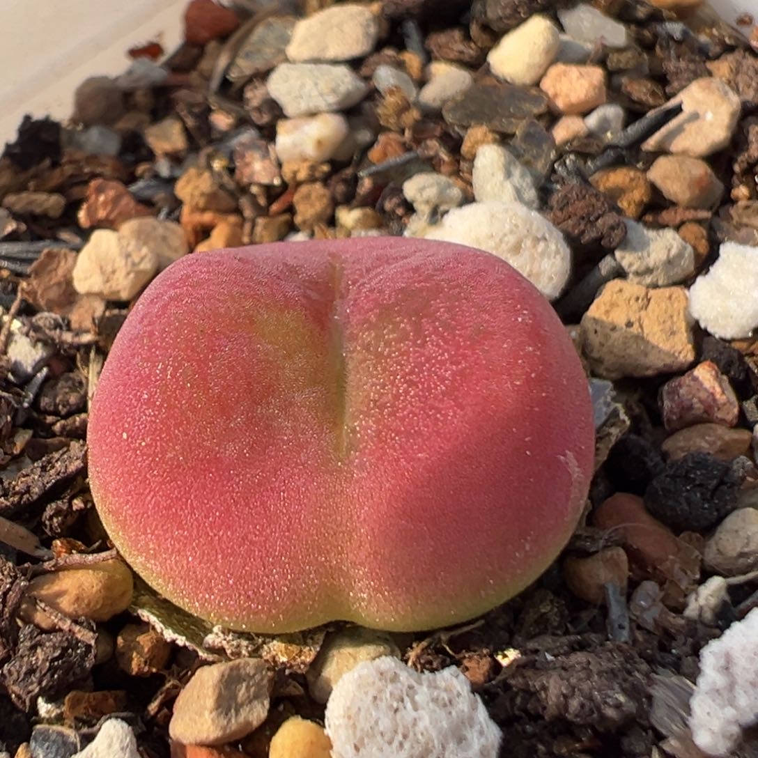 14多肉植物百科粉桃