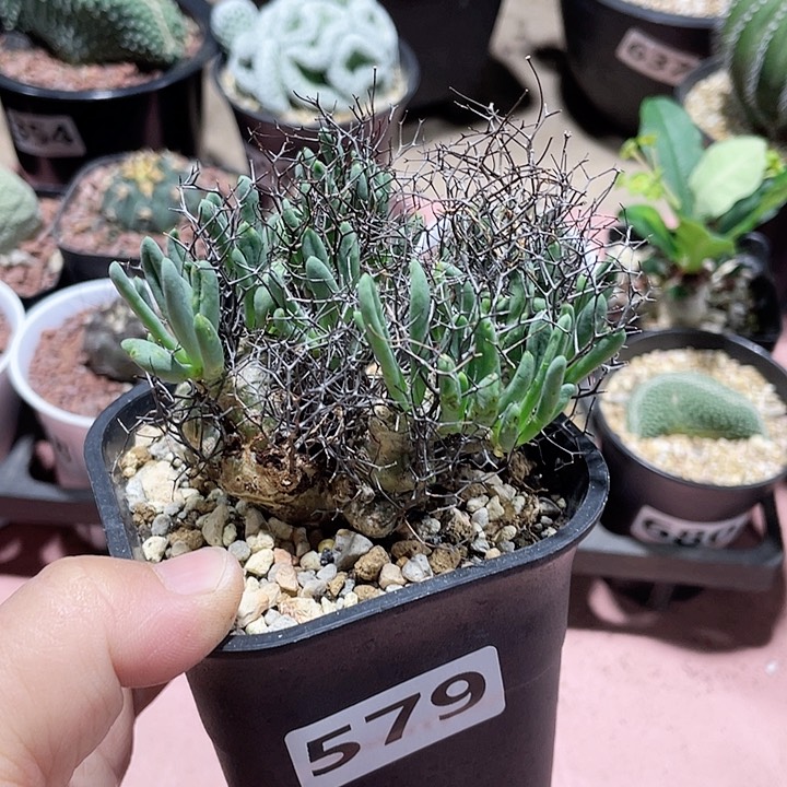 579产地钢丝球药物想