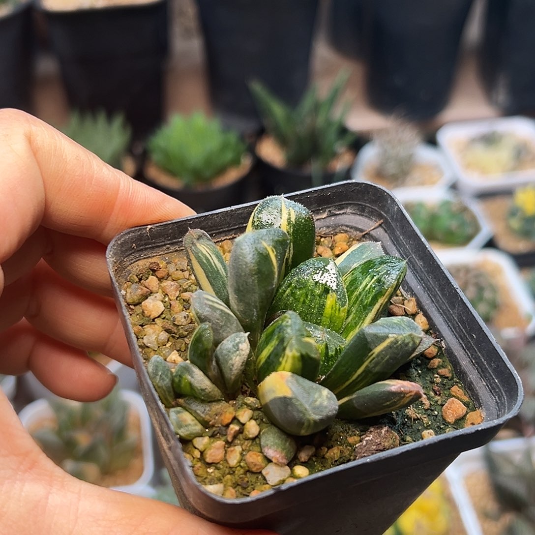 玉万锦一颗一颗一颗一颗