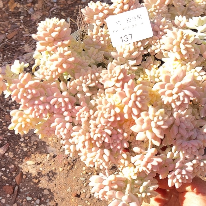 墨***城姬秋丽锦，一物一拍，不包小损