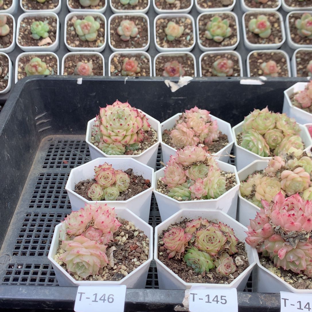 无花朵T146月英语英语