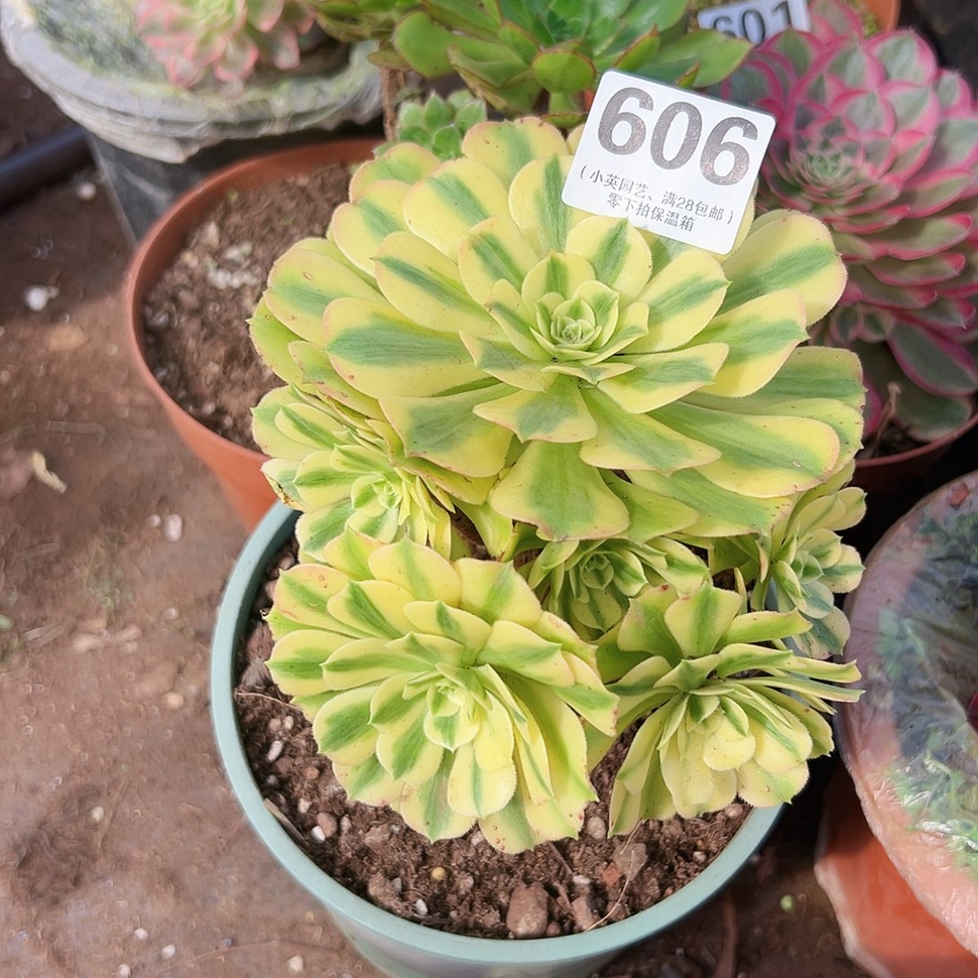 迈巴赫606多肉植物多肉植物