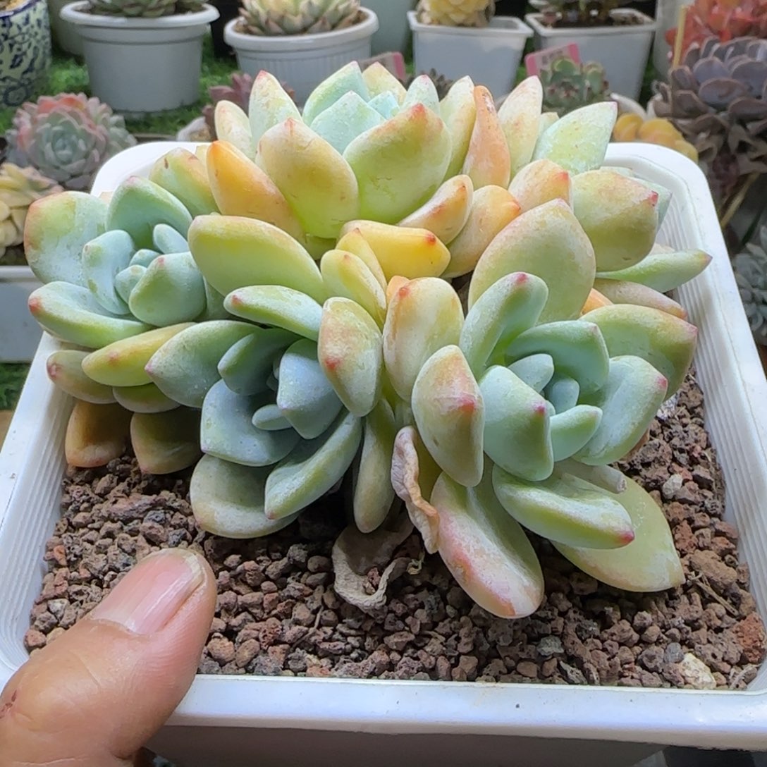 锦安精品多肉植物15