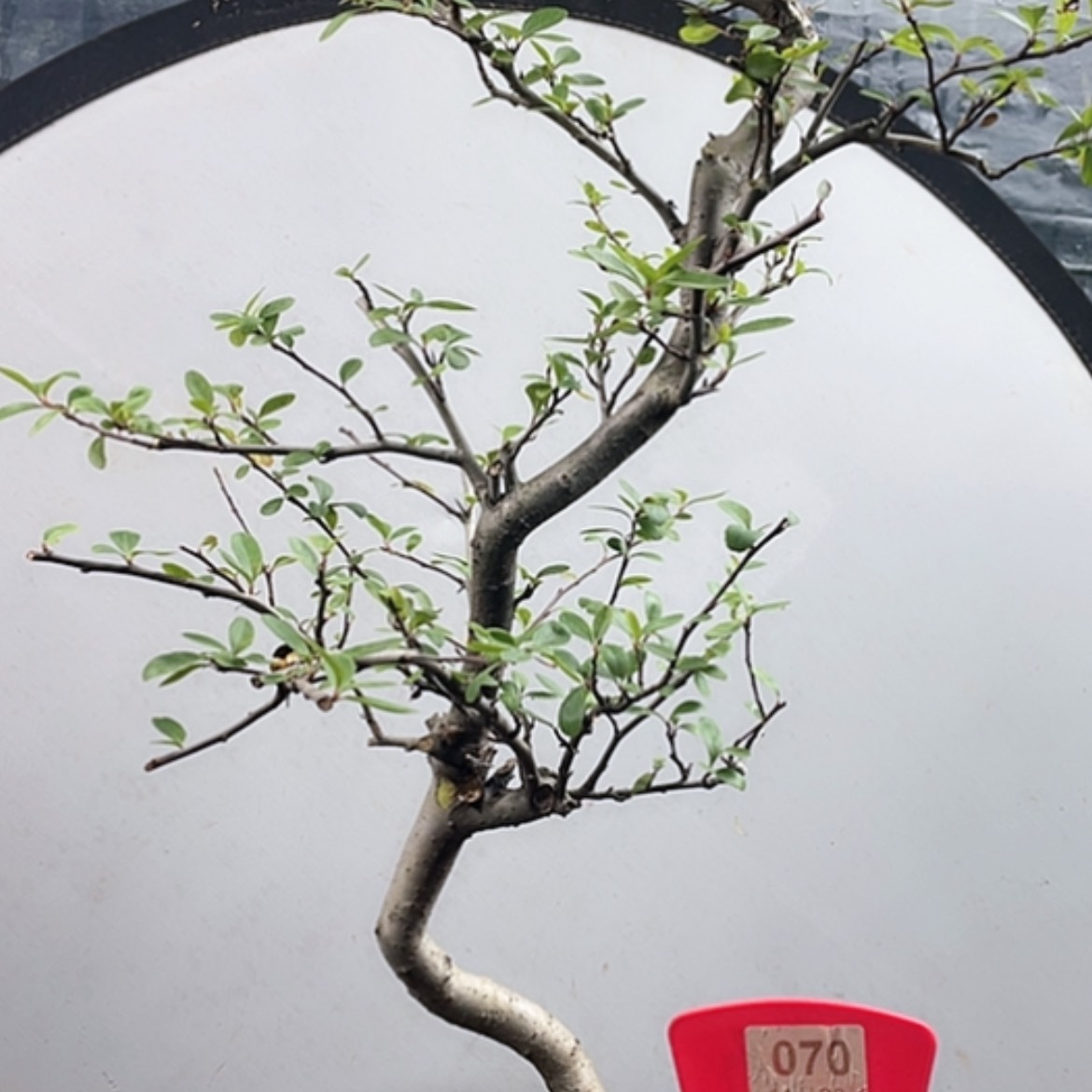 【闪购商品】无花朵070