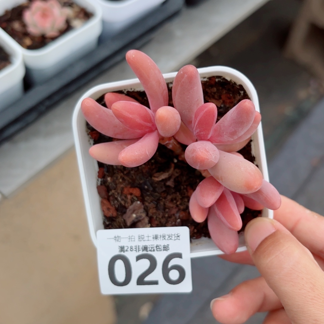 红手指多肉多肉多肉