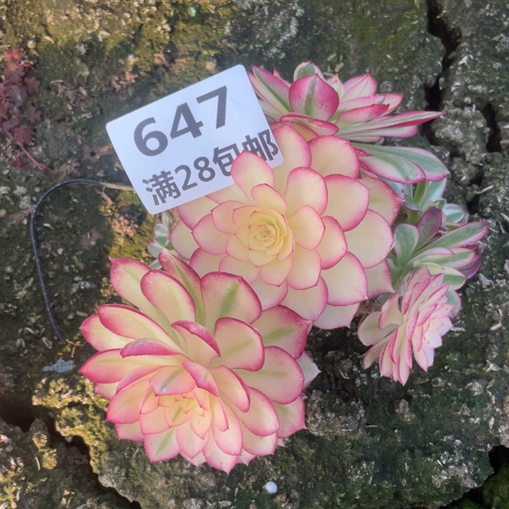 647二号棚倾城多肉