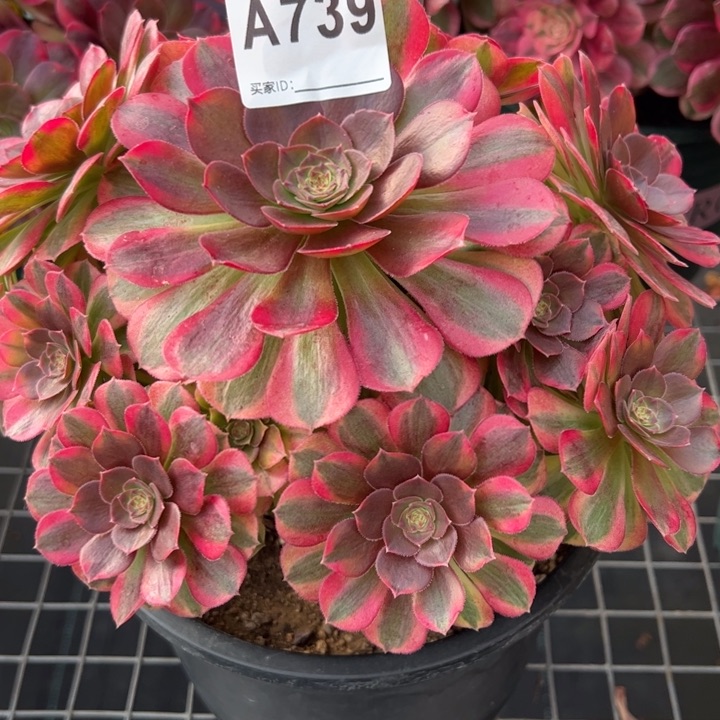 739雨荷20厘米左右