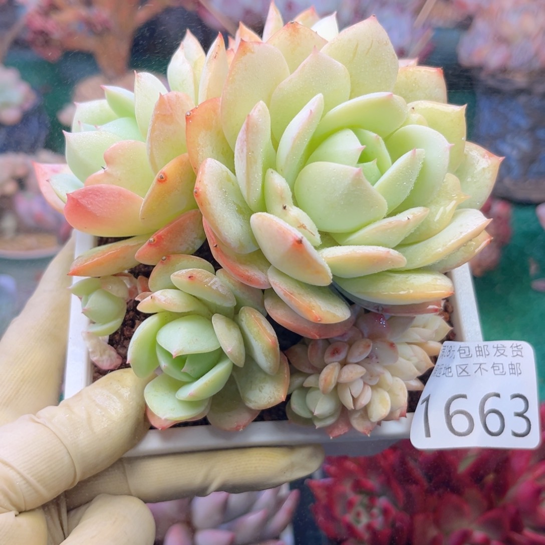 大1663:？zv zv xv b n b