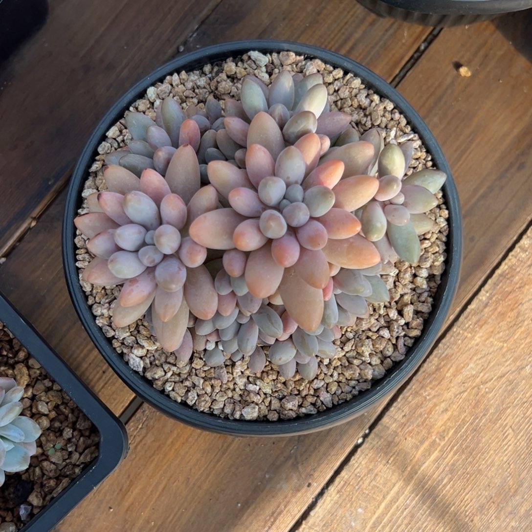 海***豚粉恋     1111111