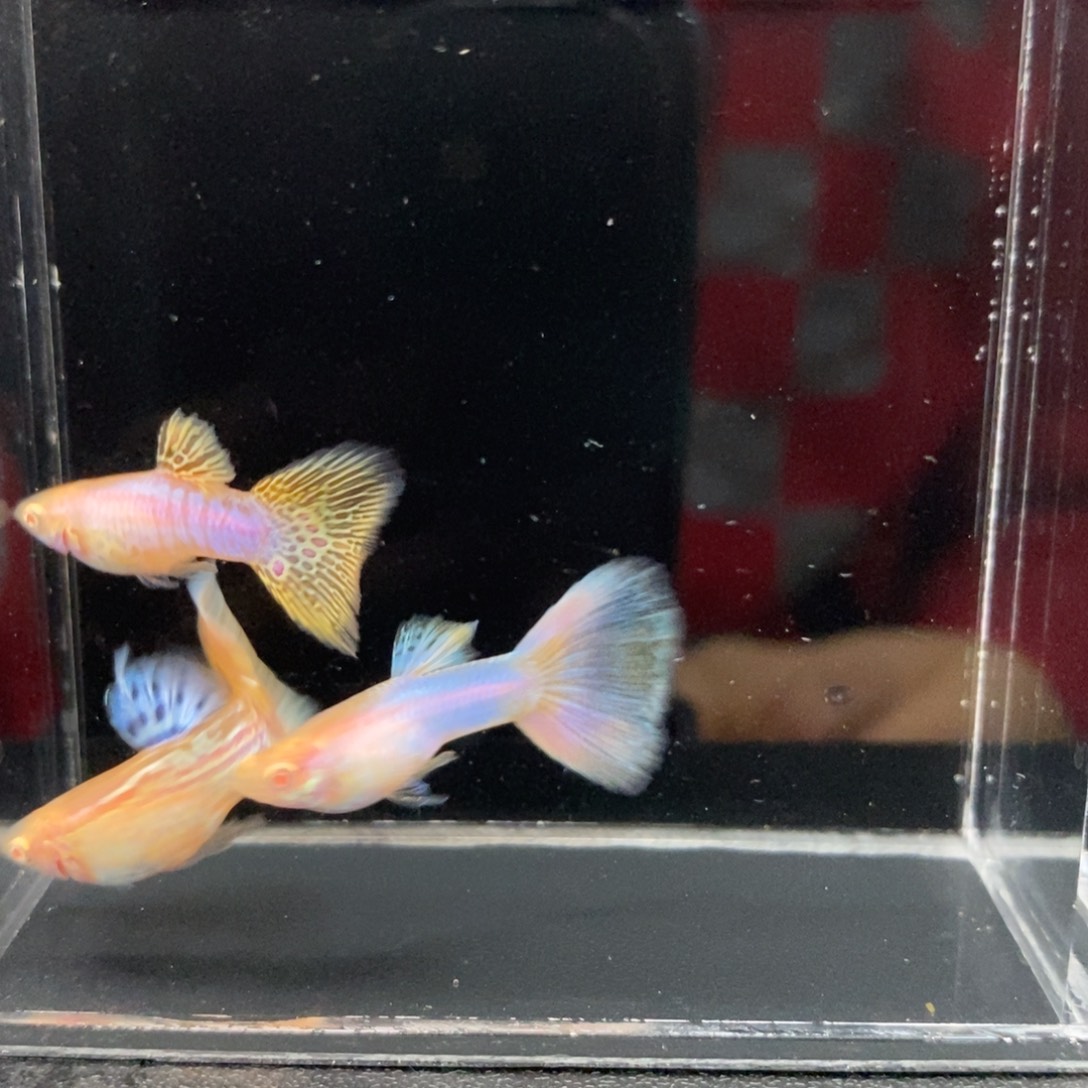 胖***胖海水鱼幻彩粉孔雀鱼3对