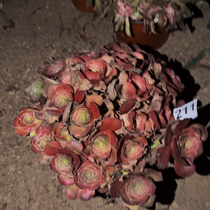 211魅金多肉植物不售后