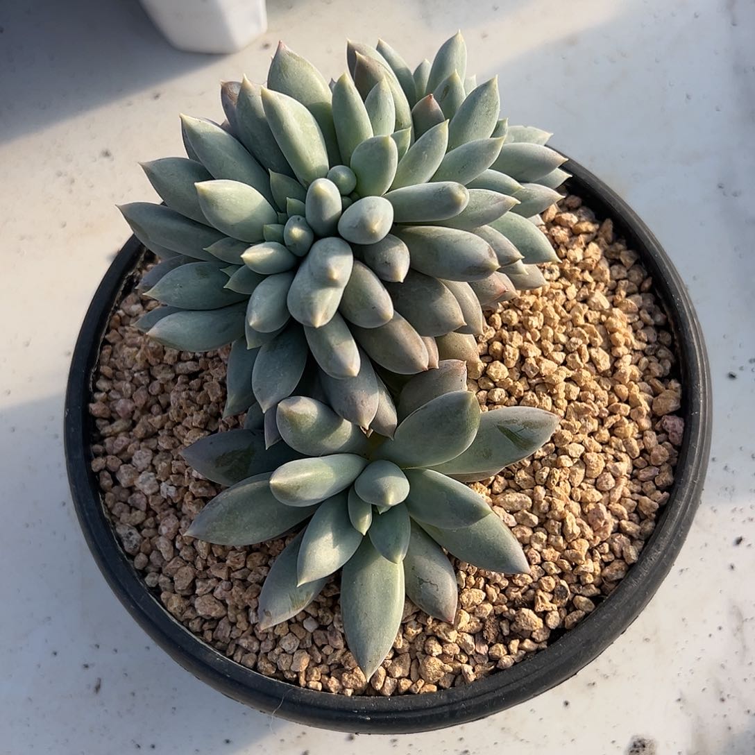 【闪购商品】彩体哥特缀