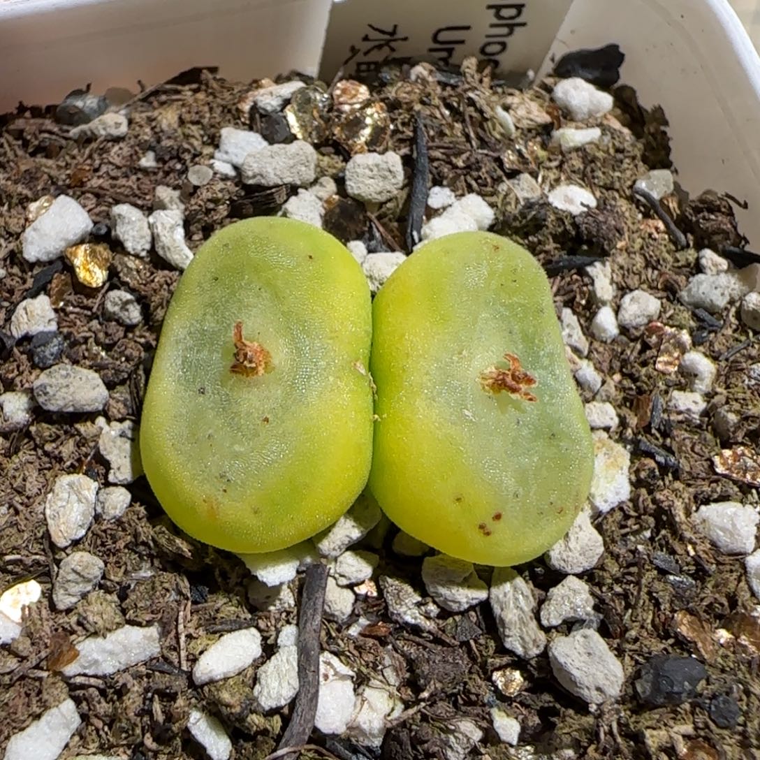 肉锥多肉植物组合-水晶鞋有疤母本876