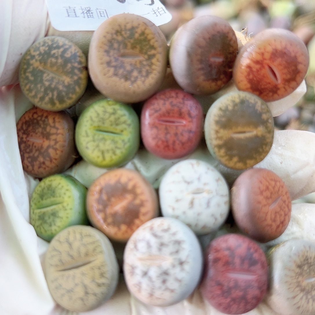 8790 好养易活生石花大母本16个1.5cm左右