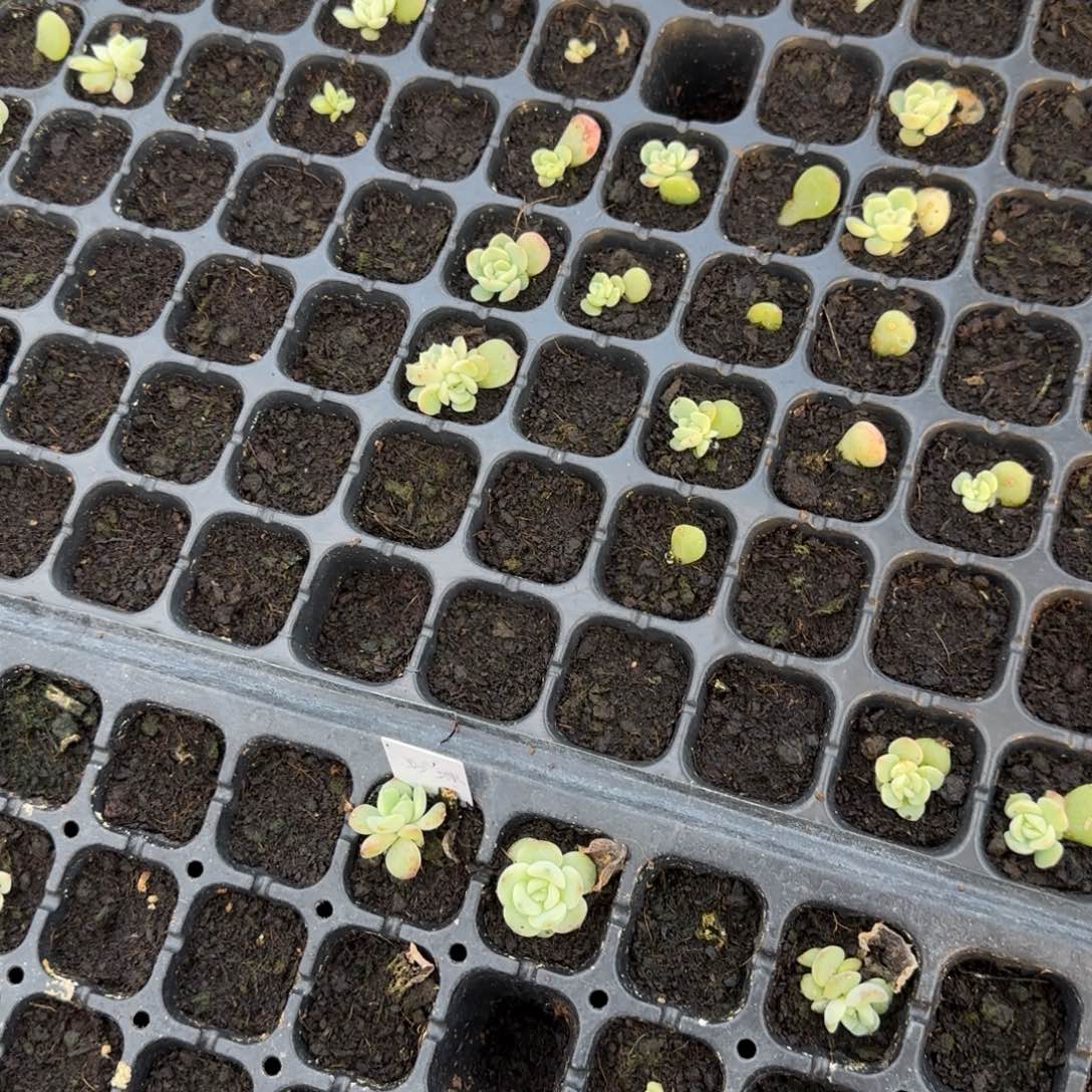 飘枝穴2个满25包邮