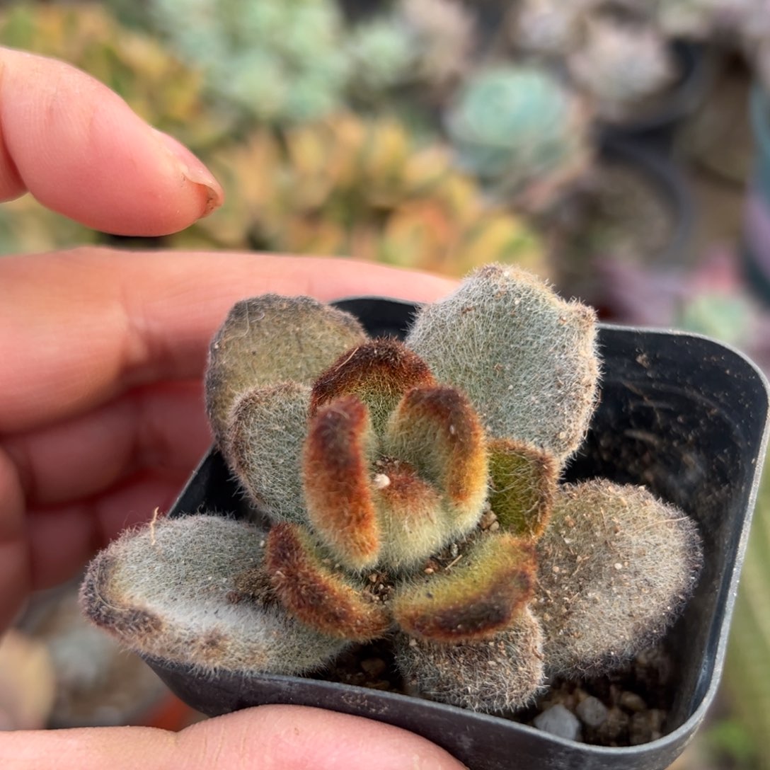 陈*北多肉植物多肉植物