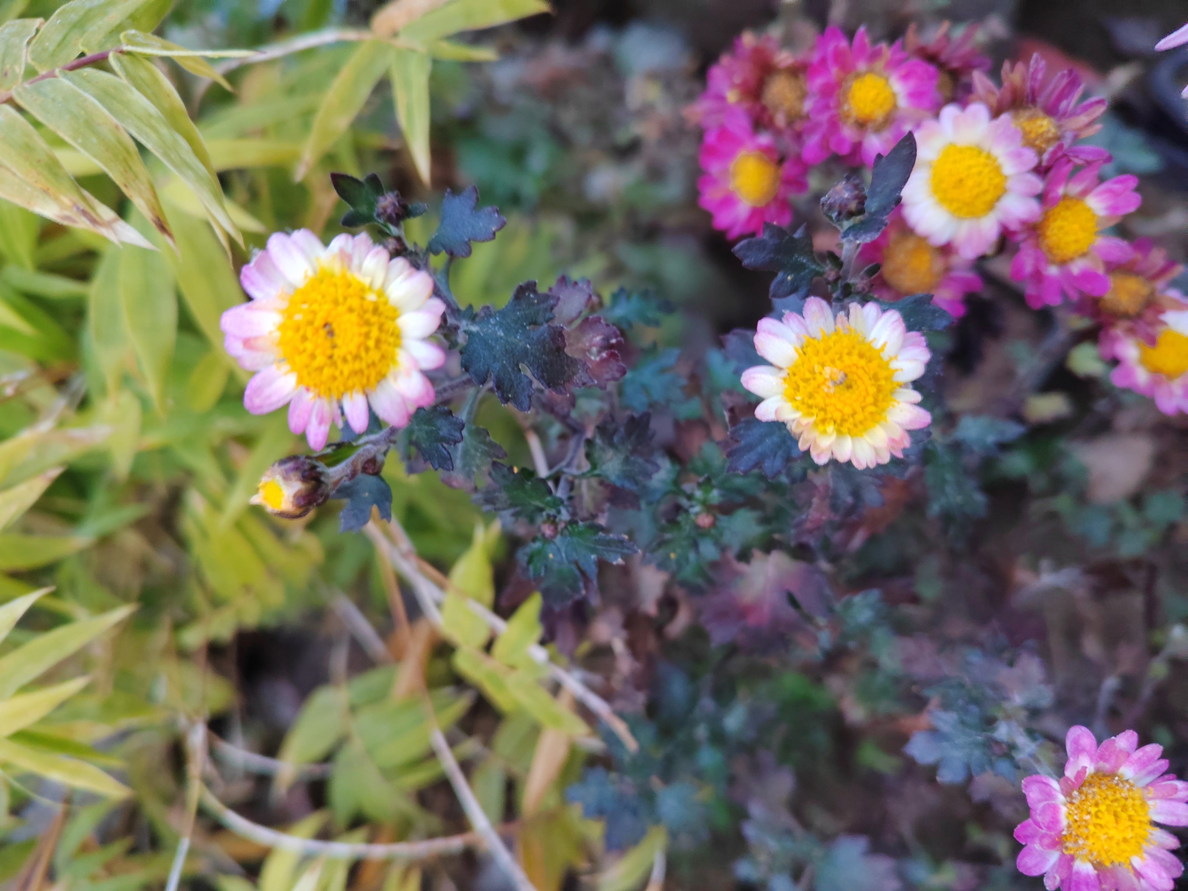 木本菊盆景小菊一物一拍，粉少女小町樱