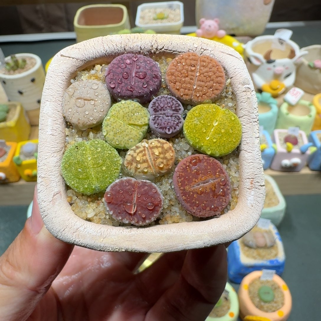 红陶蘑菇289彩拼