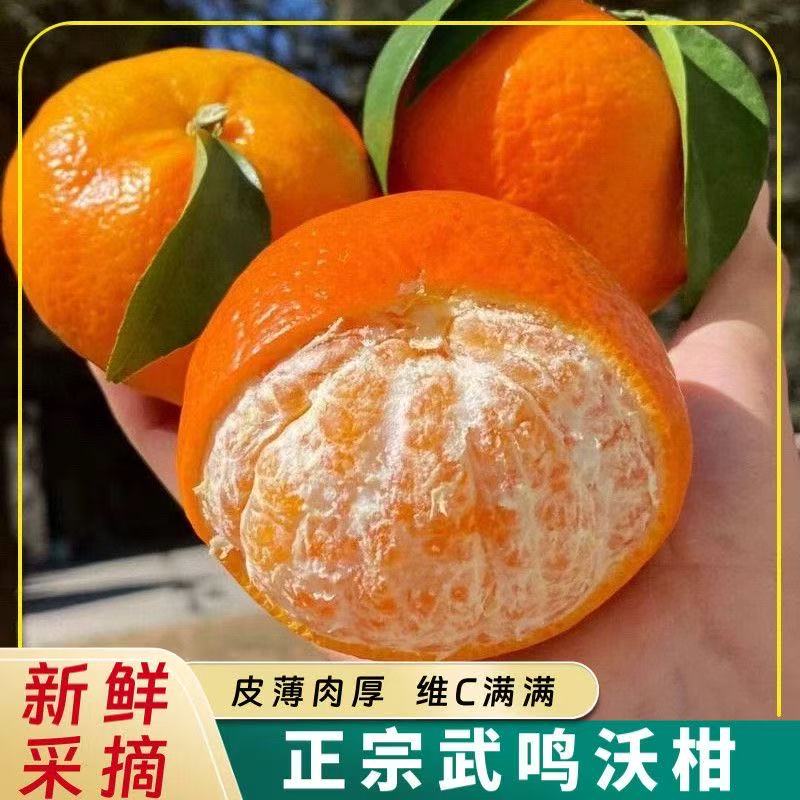 【赠开果器】广西正宗武鸣沃柑新鲜采摘香甜多汁皮薄老树农家桔子