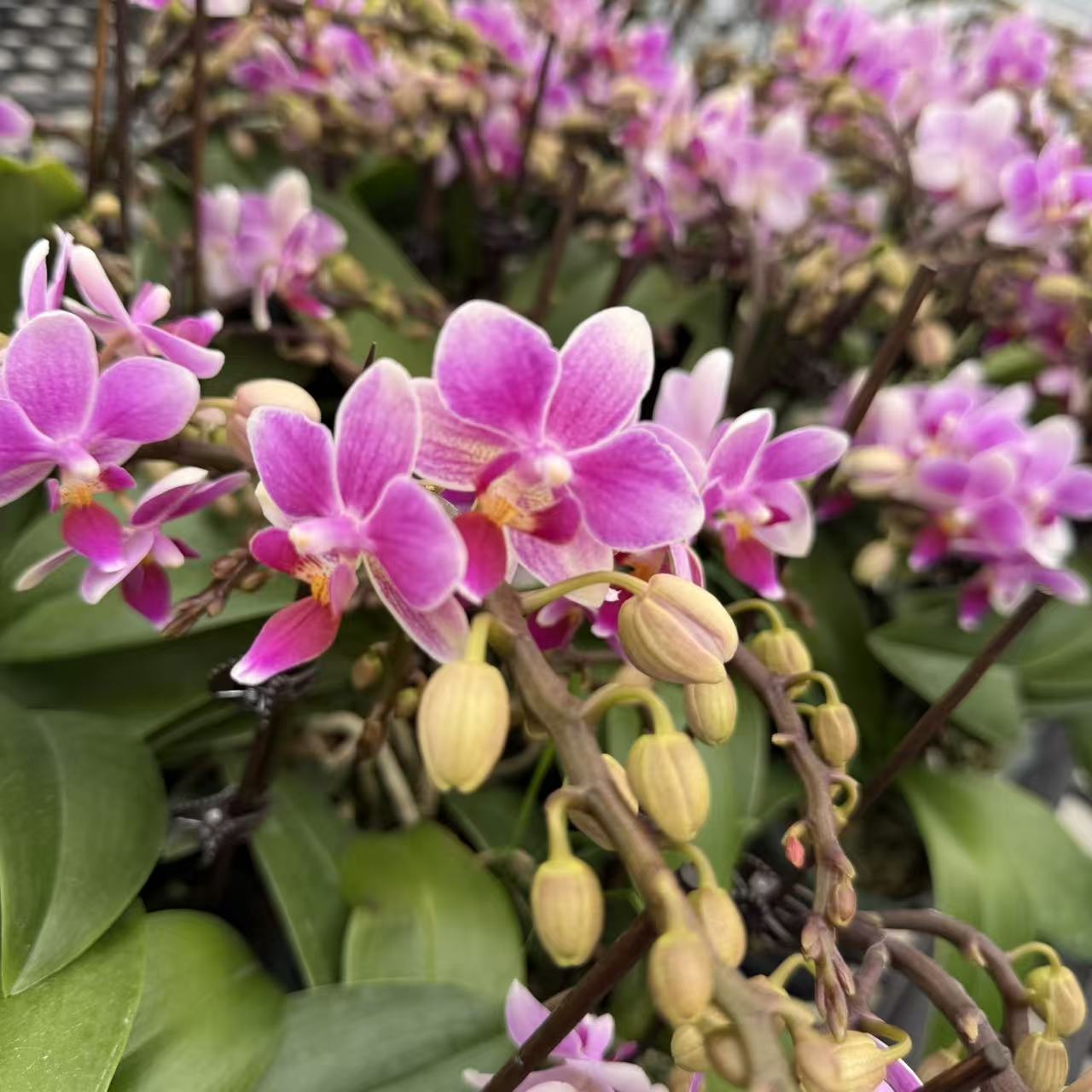 【香格里拉】蝴蝶兰 紫色小花型 四季花 室内花精品 源头基地直发