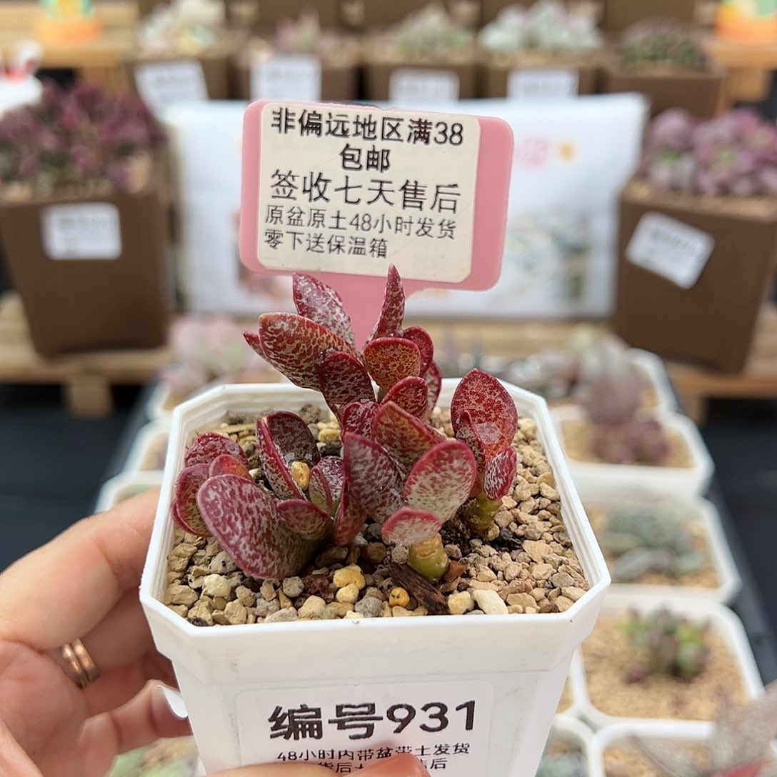 931赤兔多肉植物爱掉叶