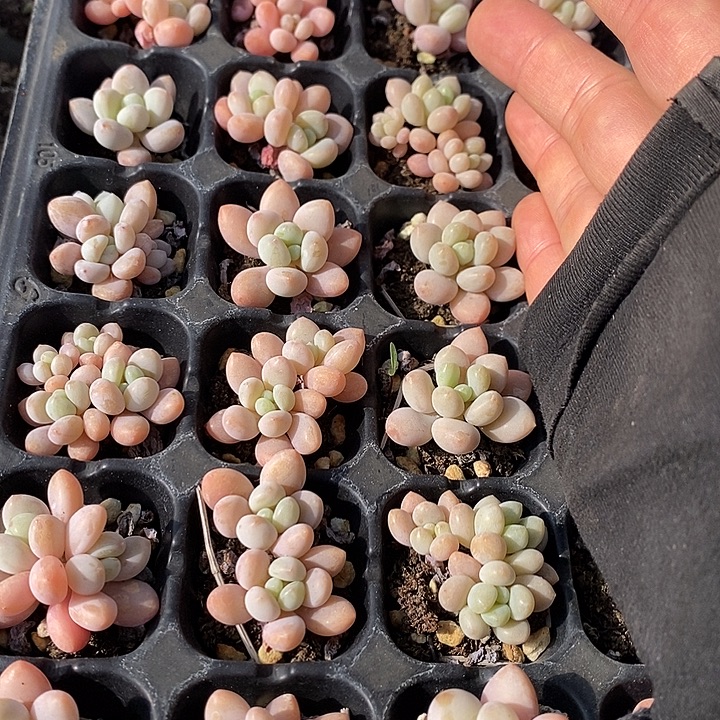 108-109 多肉植物盆栽花卉