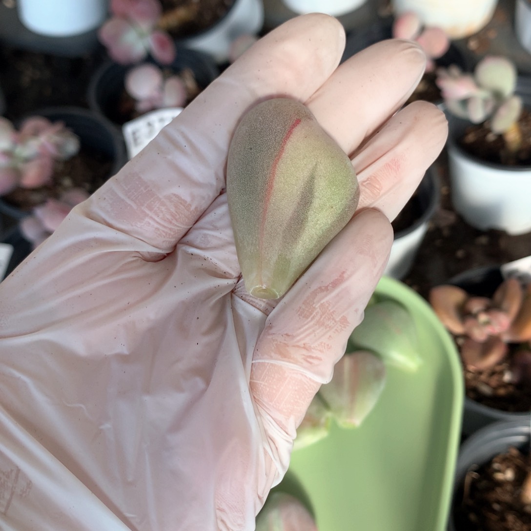 油煎奶酪多肉 锦叶片