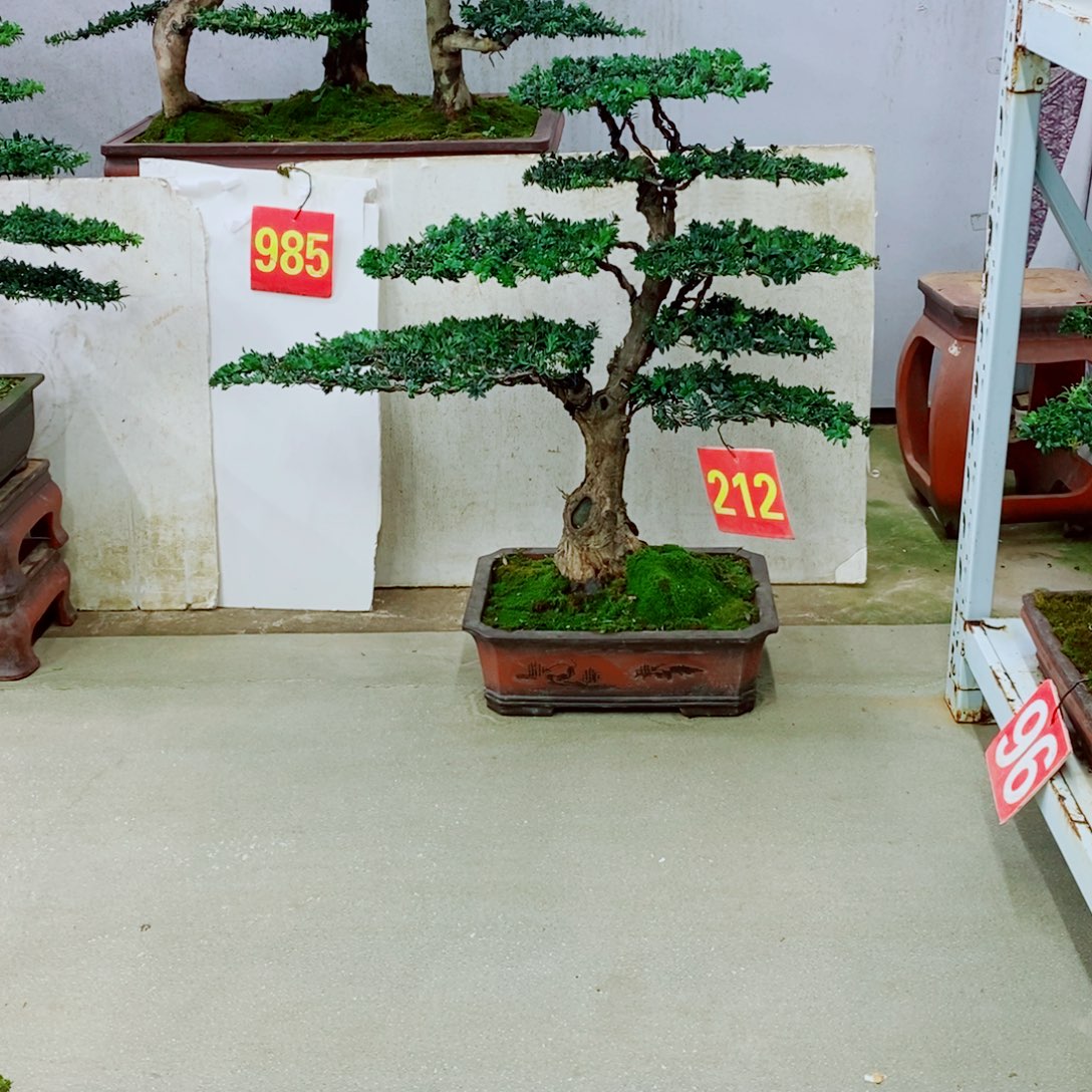 三***两完全开放罗汉松盆景