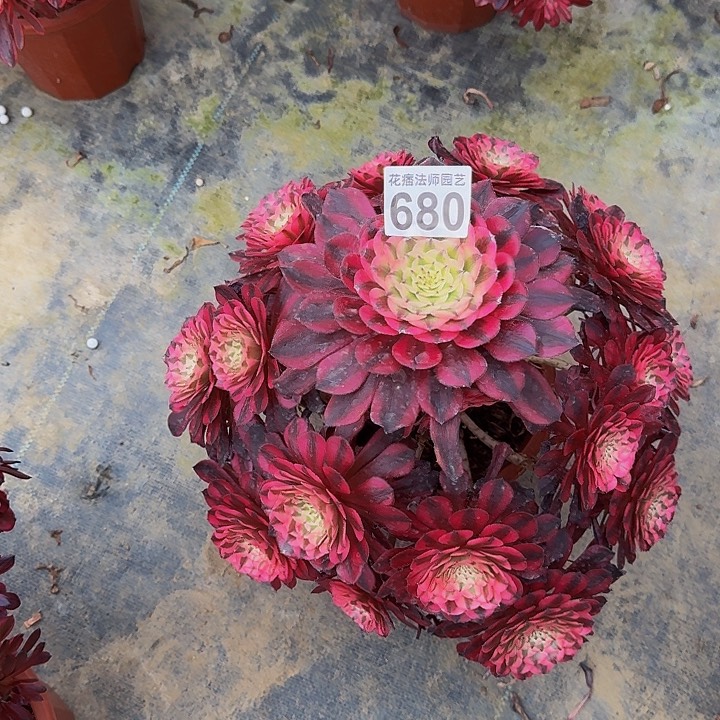 00000000000000680红彤白