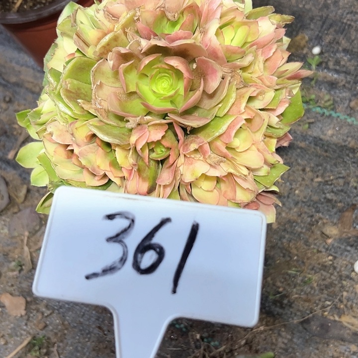 多肉植物雅典娜法师